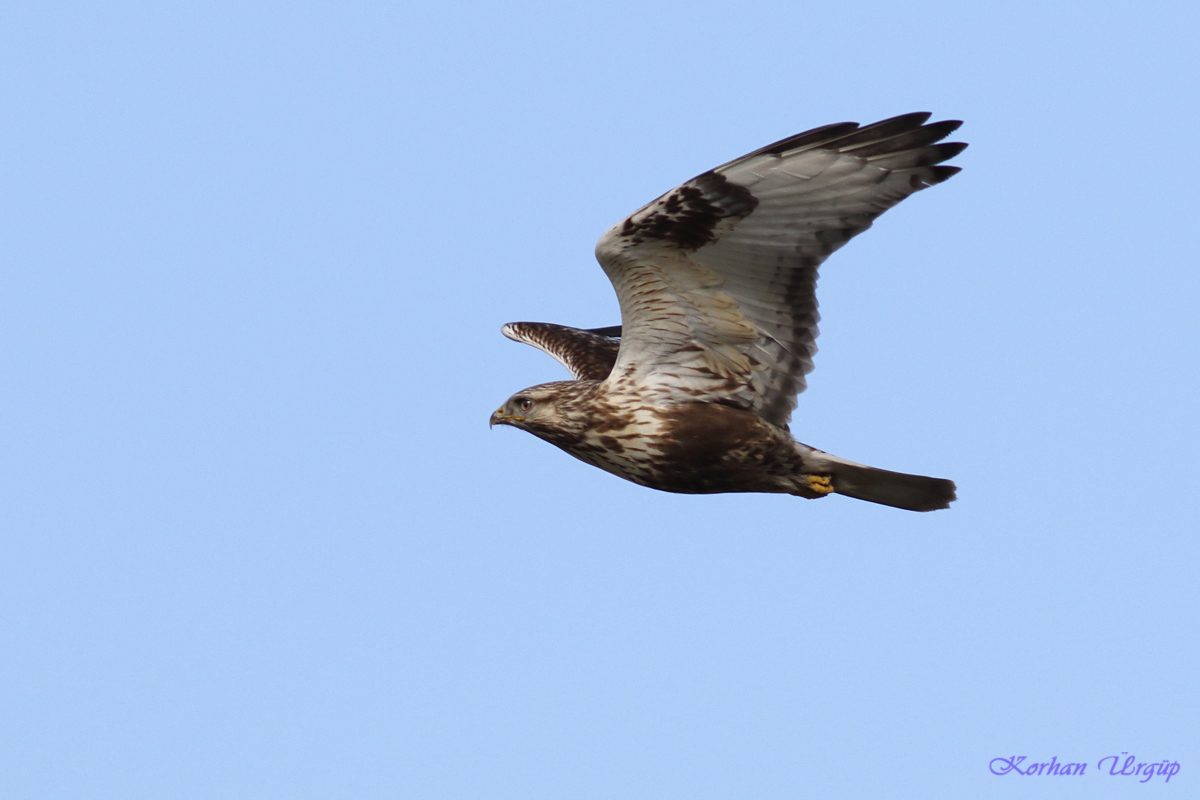 Rough-legged Buzzard
