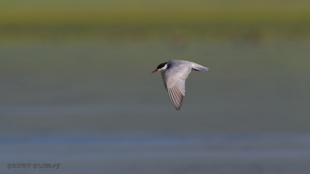 Whiskered Tern