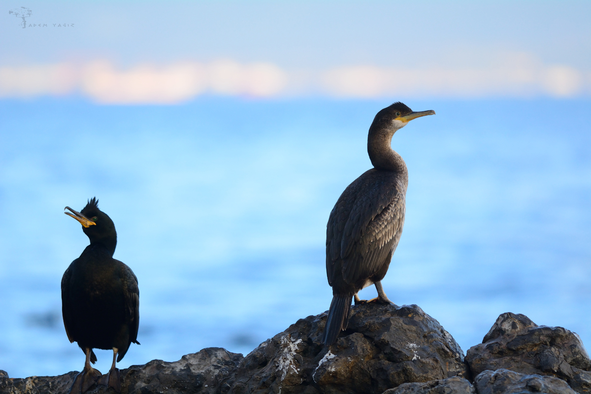 European Shag
