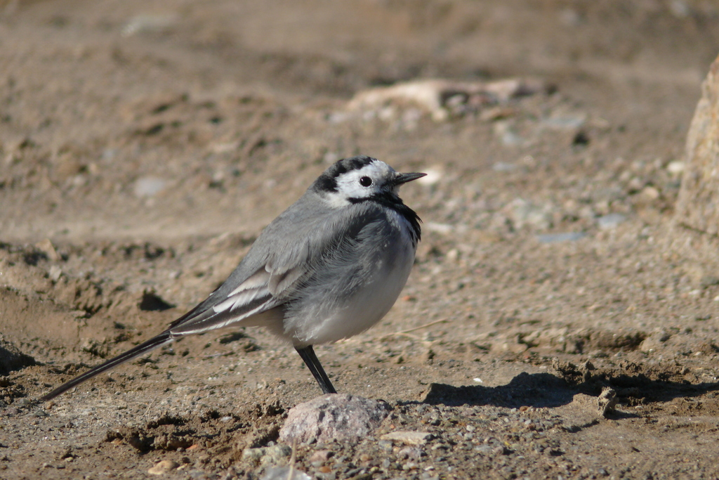White Wagtail