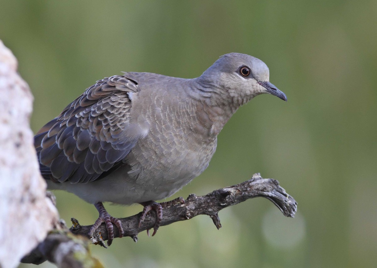 European Turtle Dove