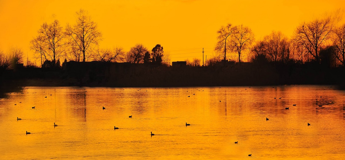 Eurasian Coot