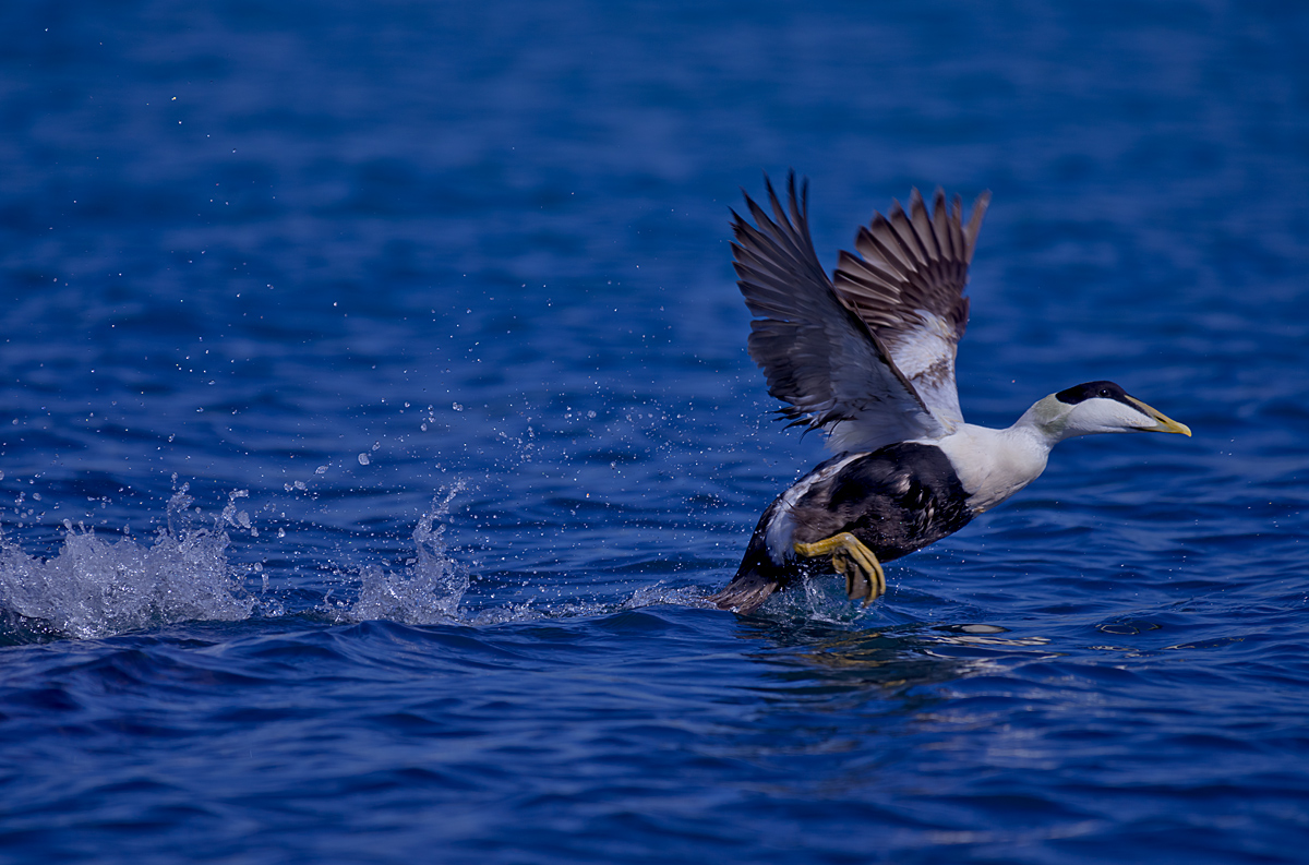 Common Eider