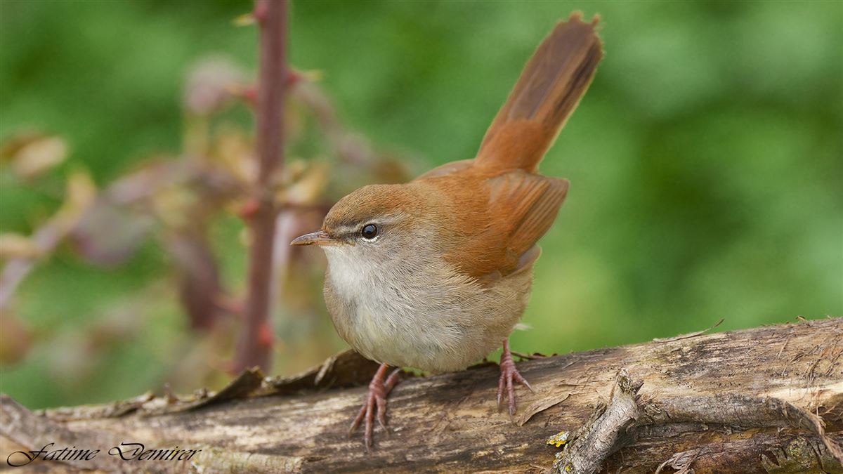 Cetti`s Warbler