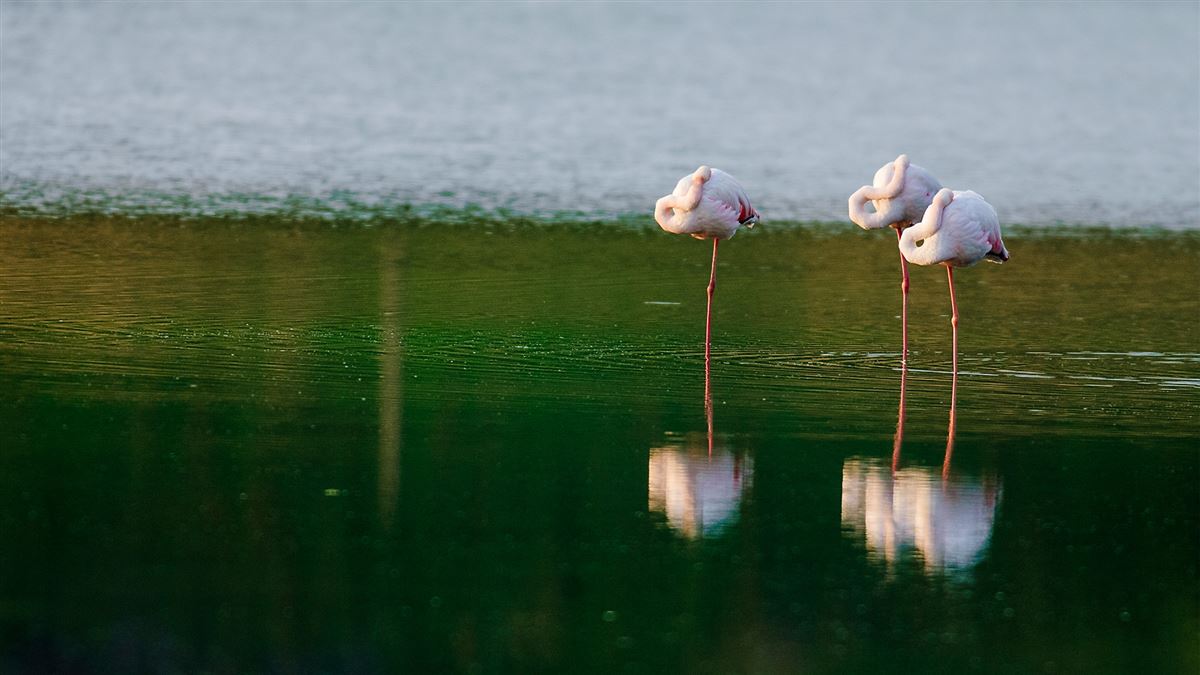 Flamingo