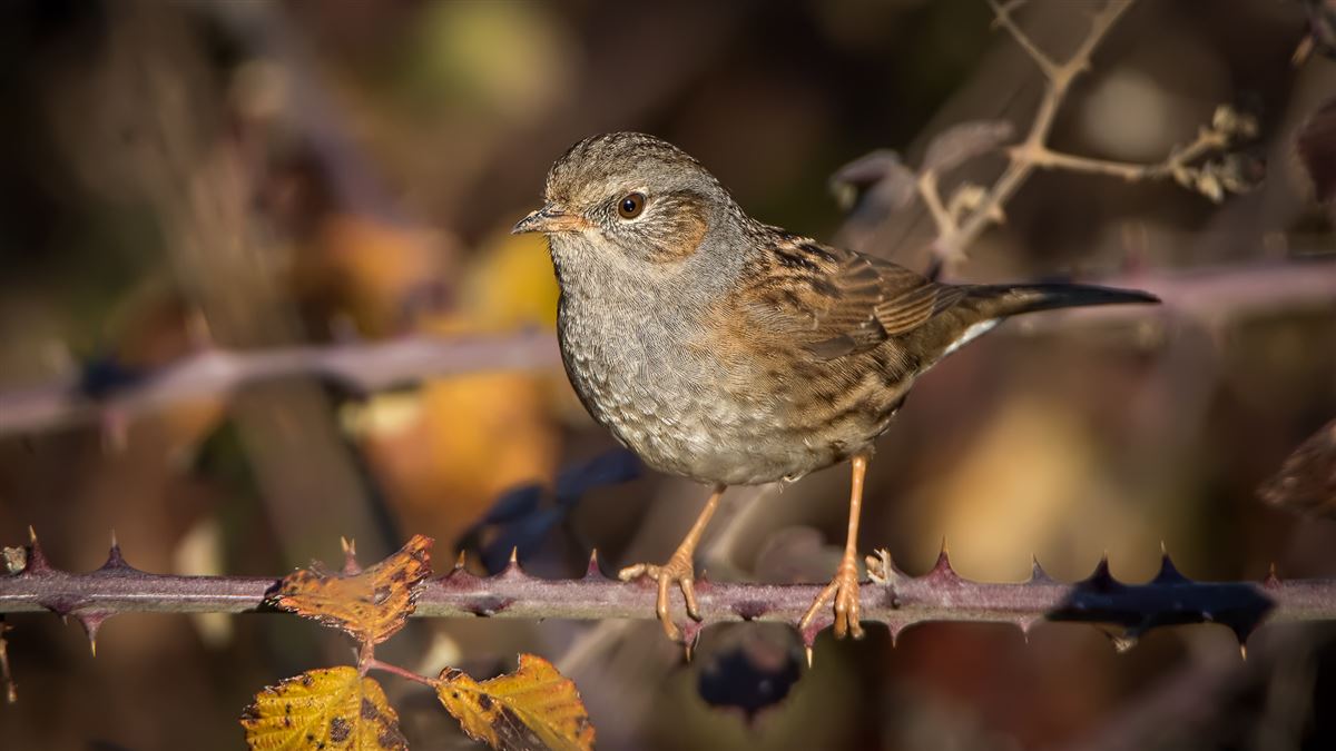 Dunnock
