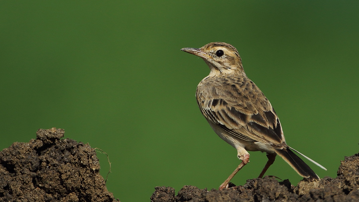 Blyth`s Pipit
