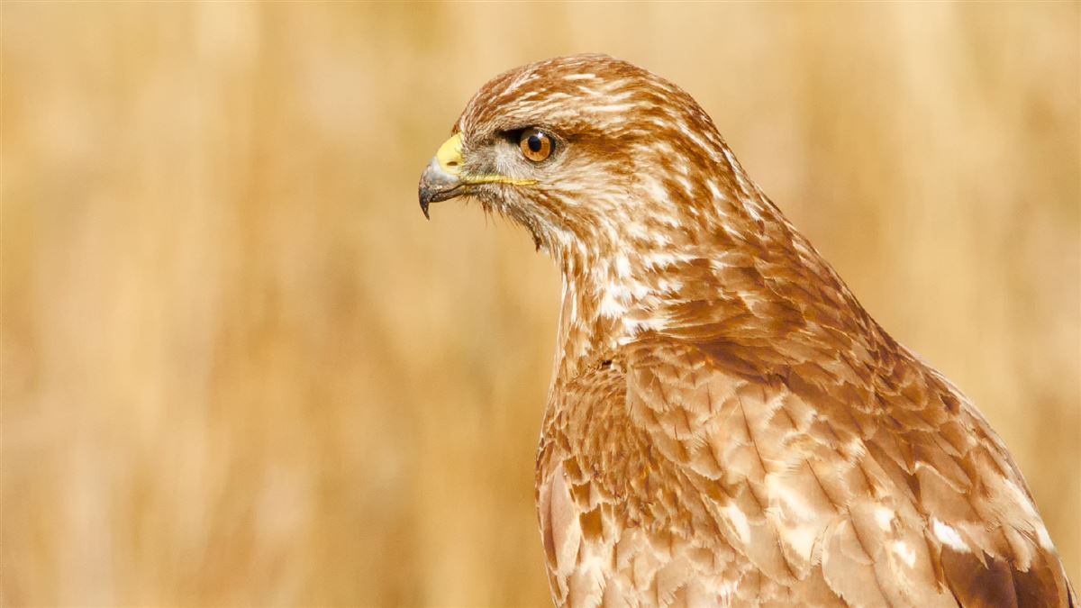 Common Buzzard