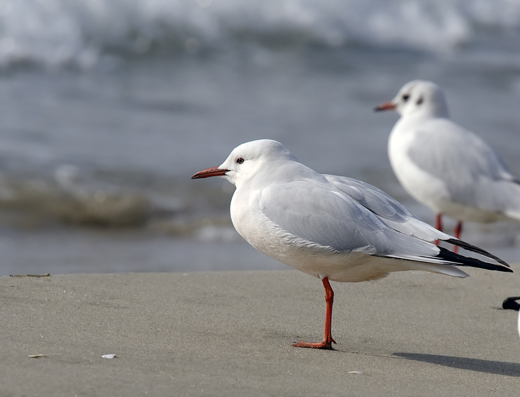 Slender-billed Gull