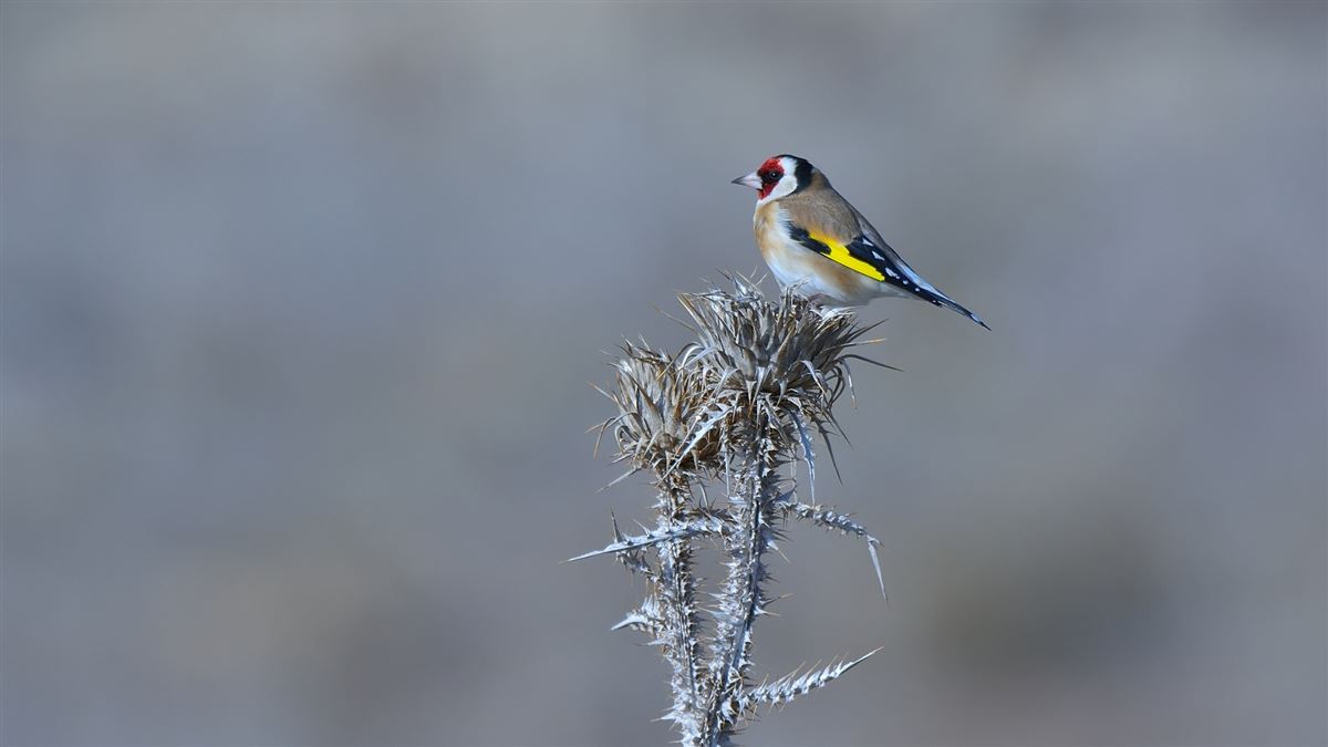 European Goldfinch