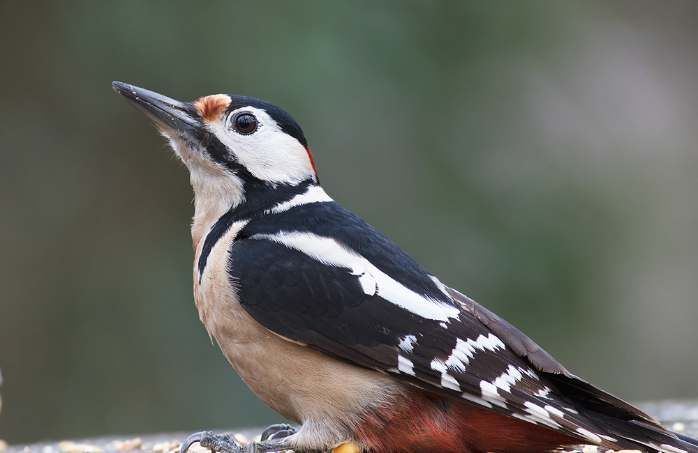 Great Spotted Woodpecker