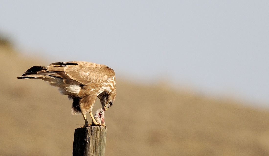 Common Buzzard