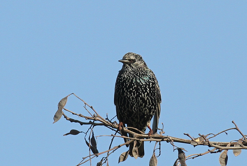 Common Starling
