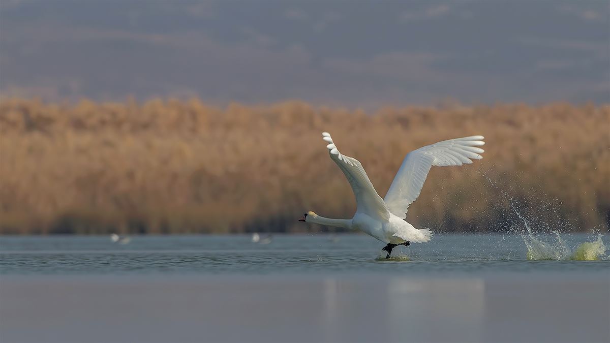 Mute Swan