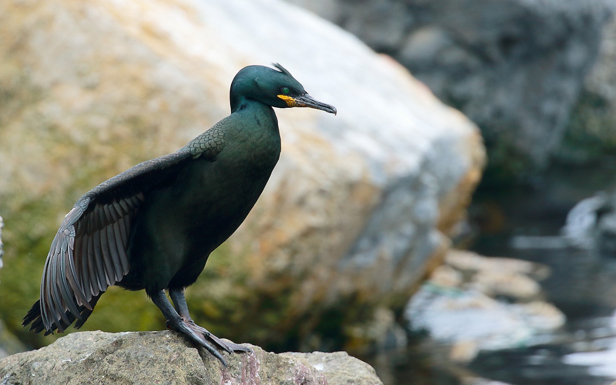 European Shag