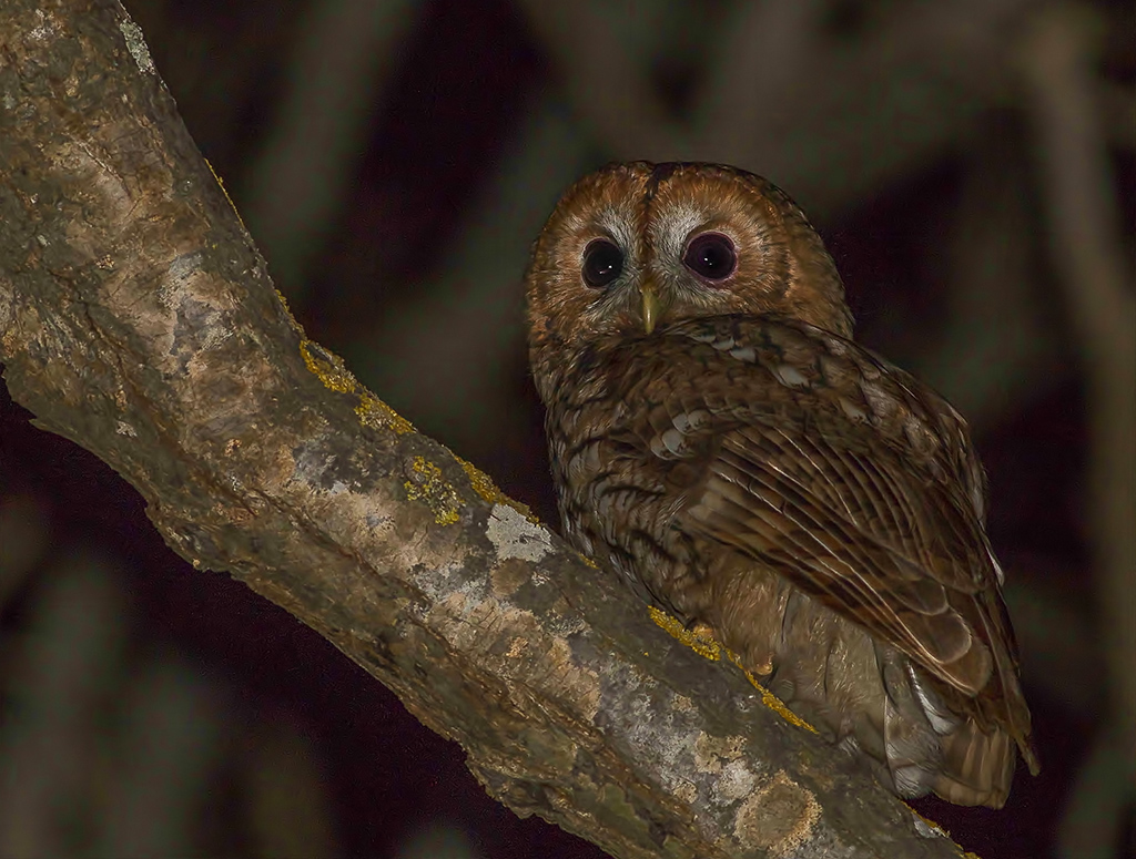 Tawny Owl