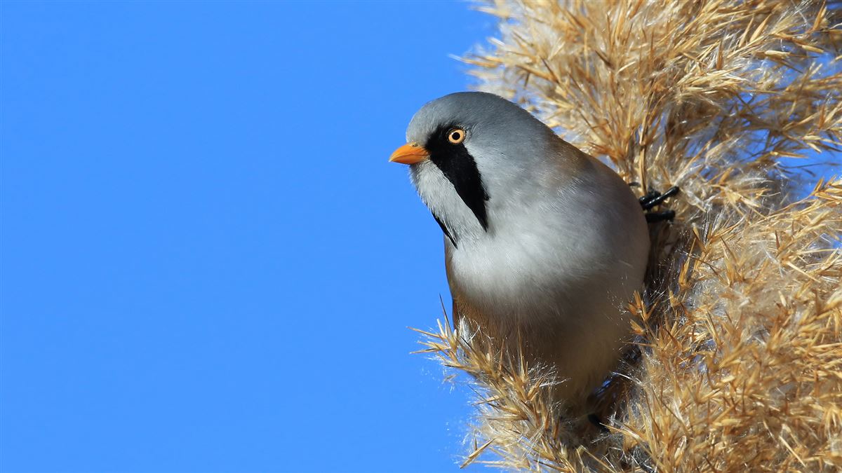 Bearded Reedling