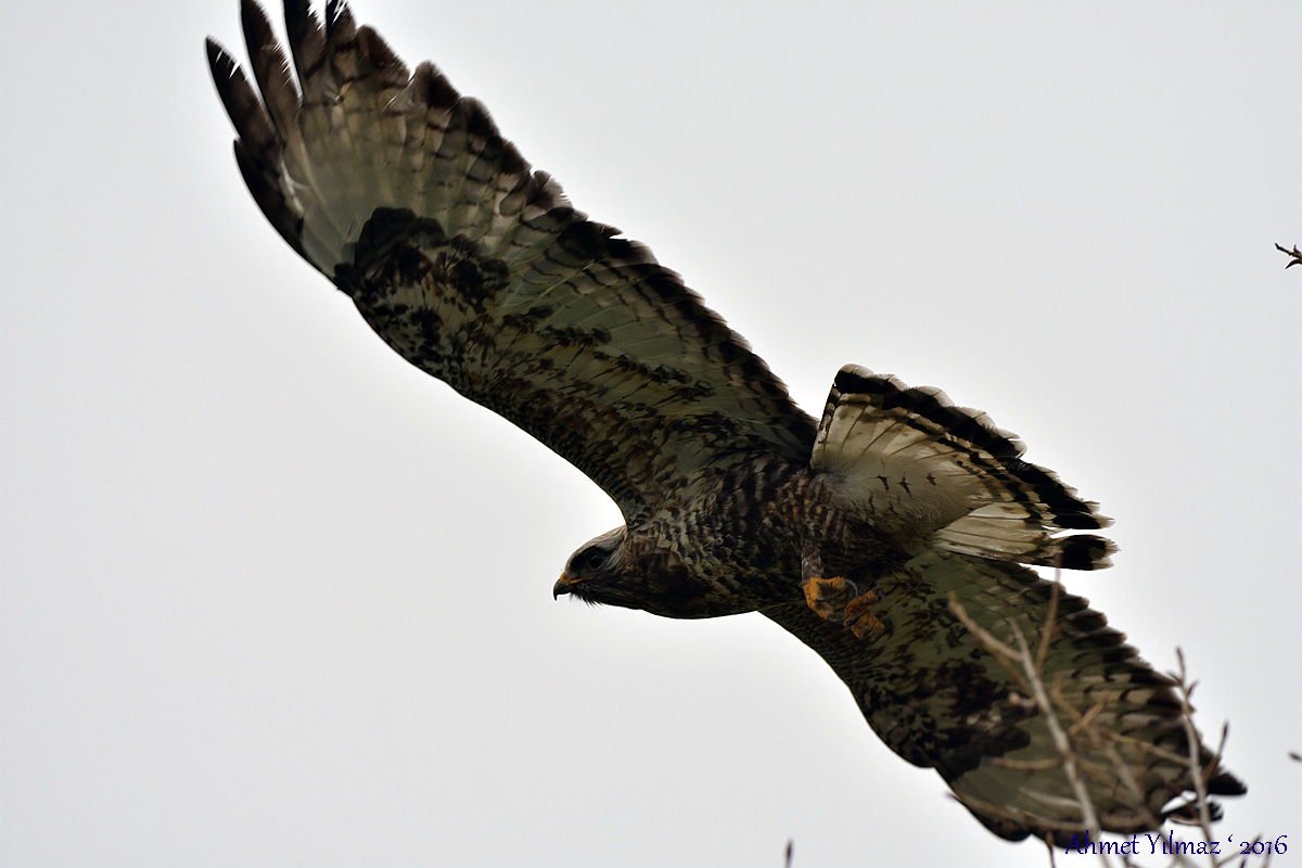 Rough-legged Buzzard