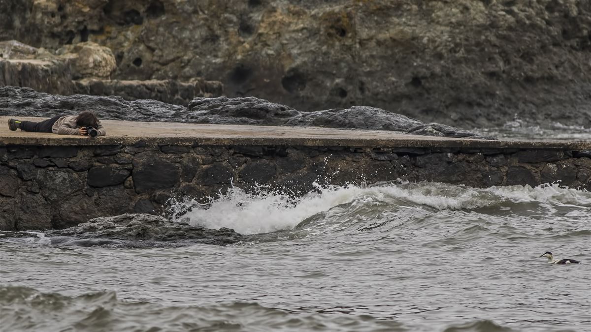 Common Eider