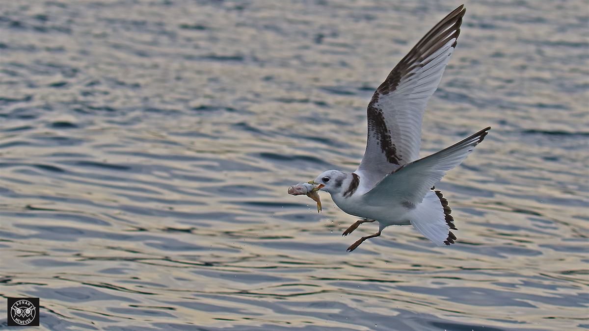 Black-legged Kittiwake