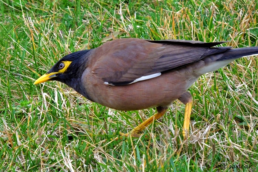 Common Myna