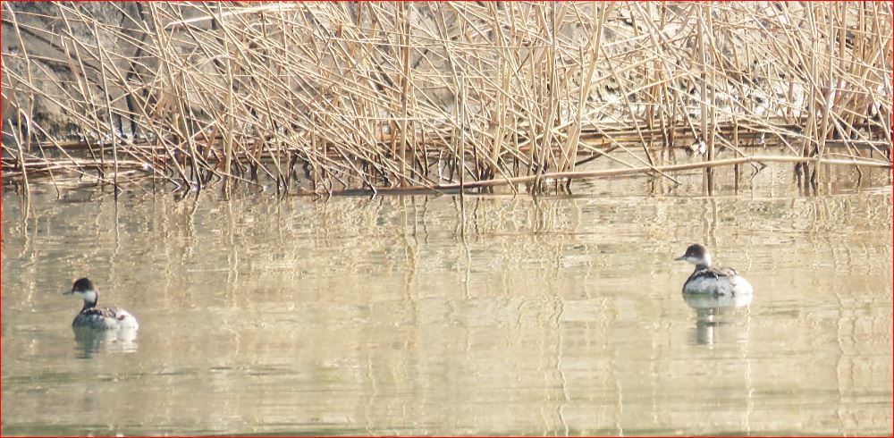 Black-necked Grebe
