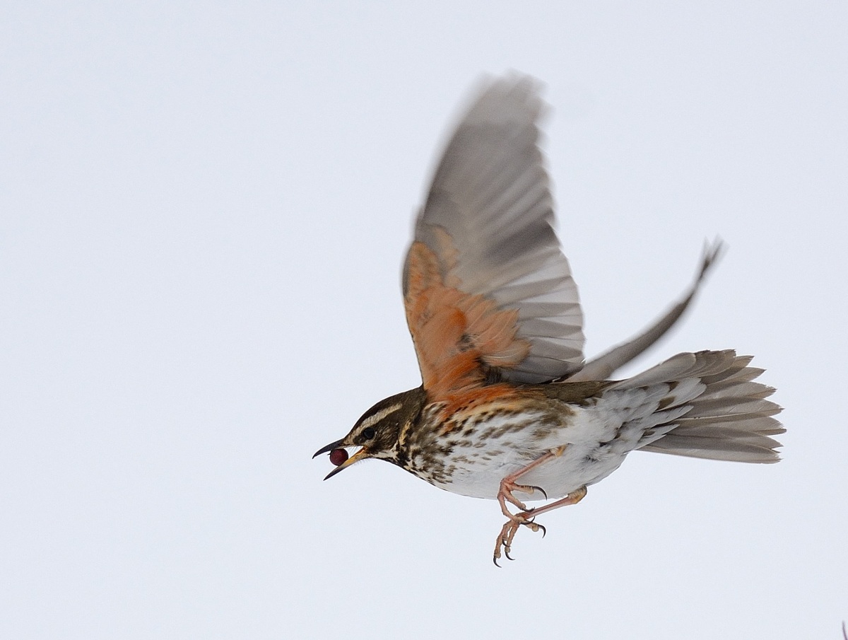 Redwing