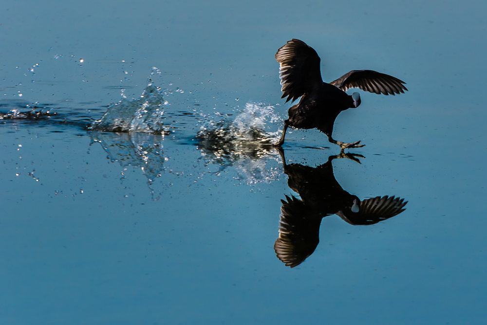 Eurasian Coot