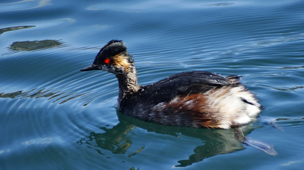 Black-necked Grebe