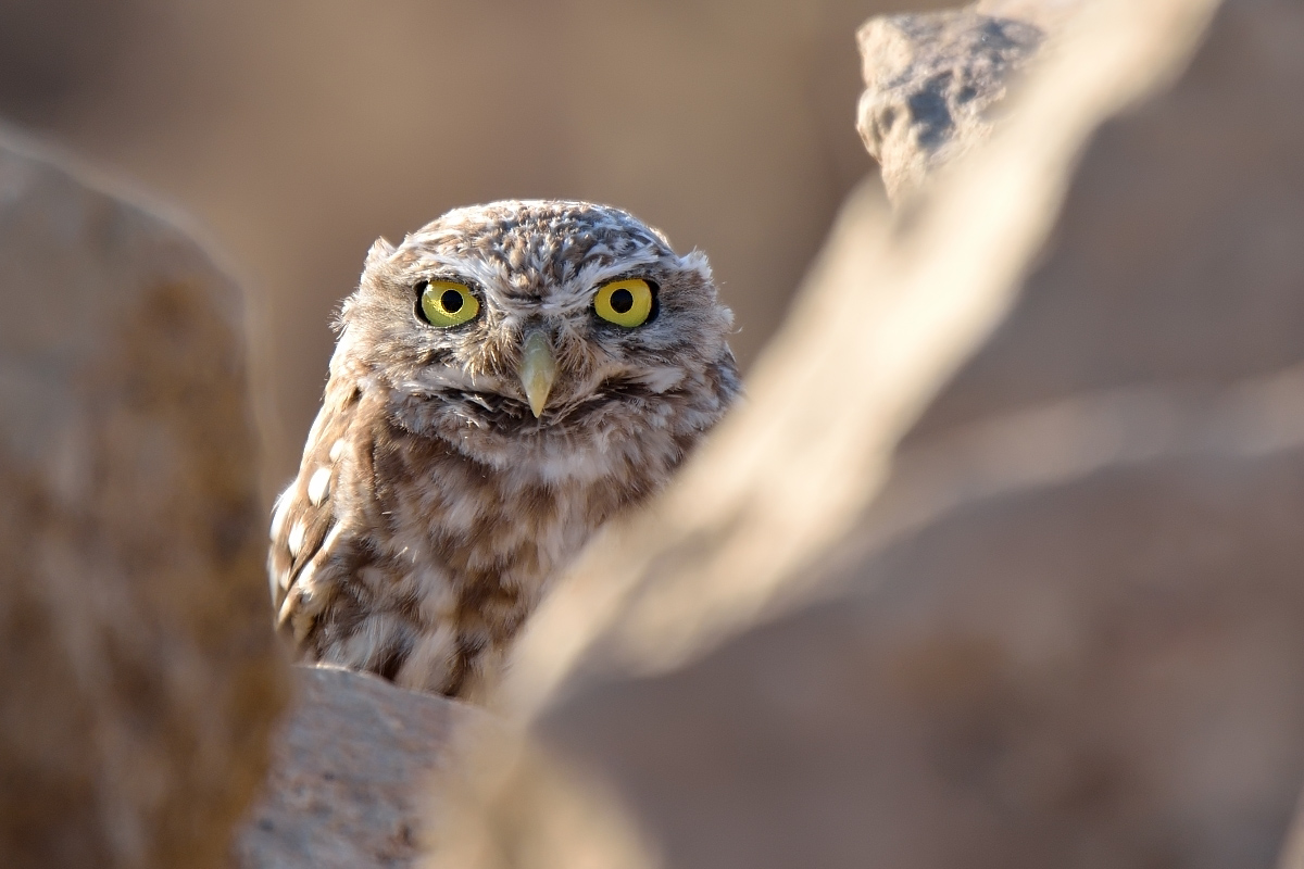 Little Owl