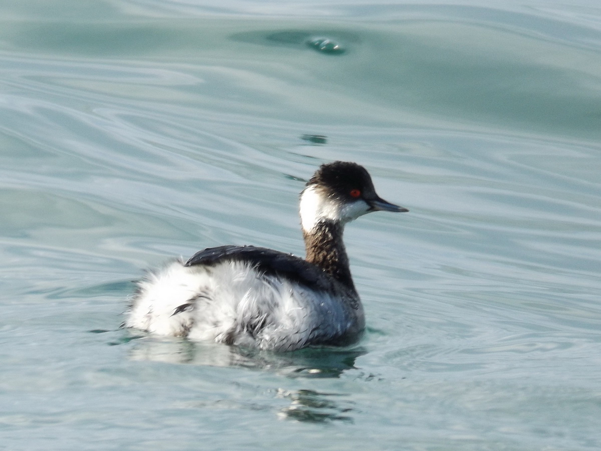 Black-necked Grebe