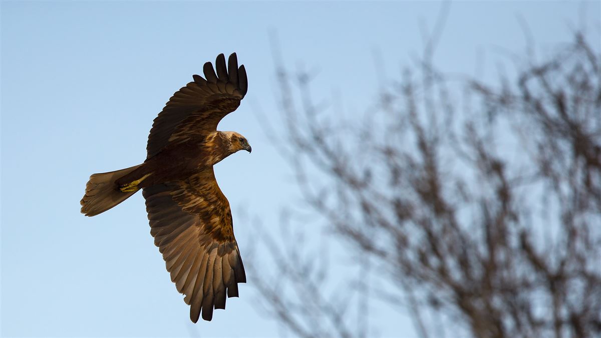Western Marsh Harrier