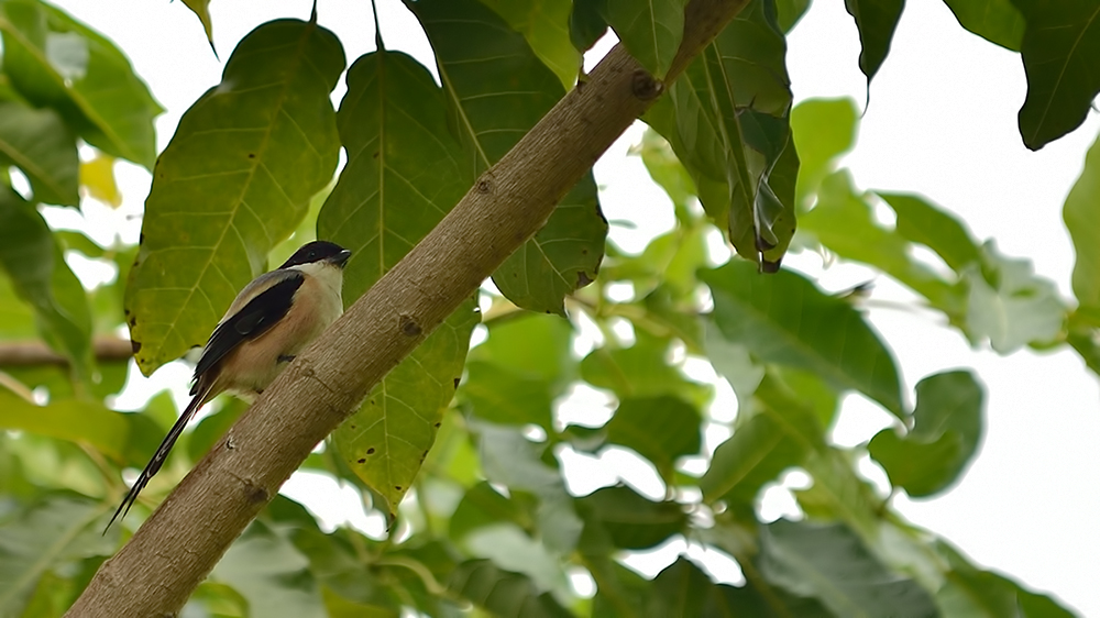 Long-tailed Shrike