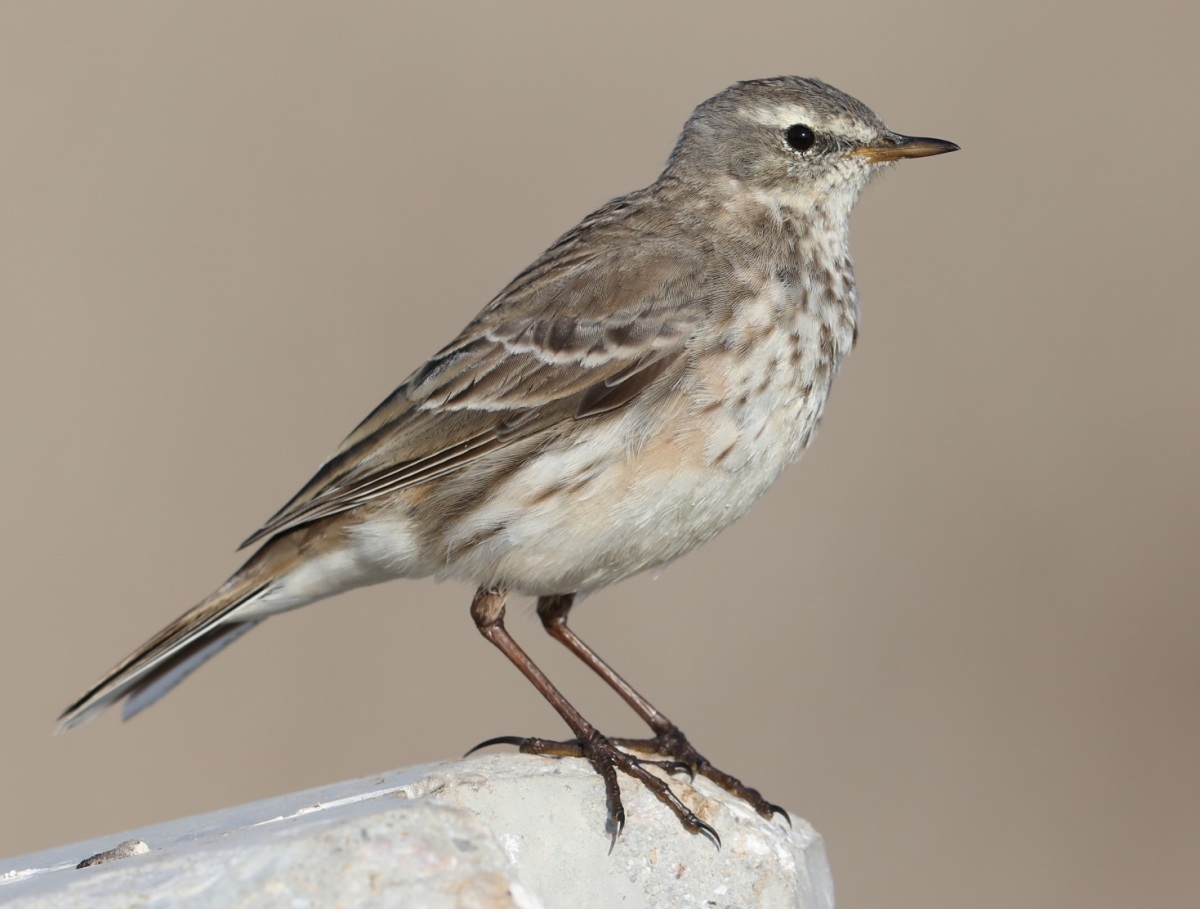 Water Pipit