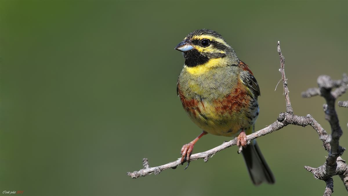 Cirl Bunting