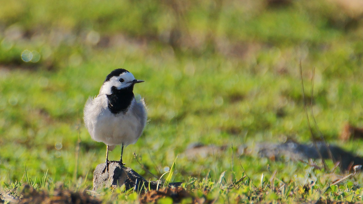 White Wagtail