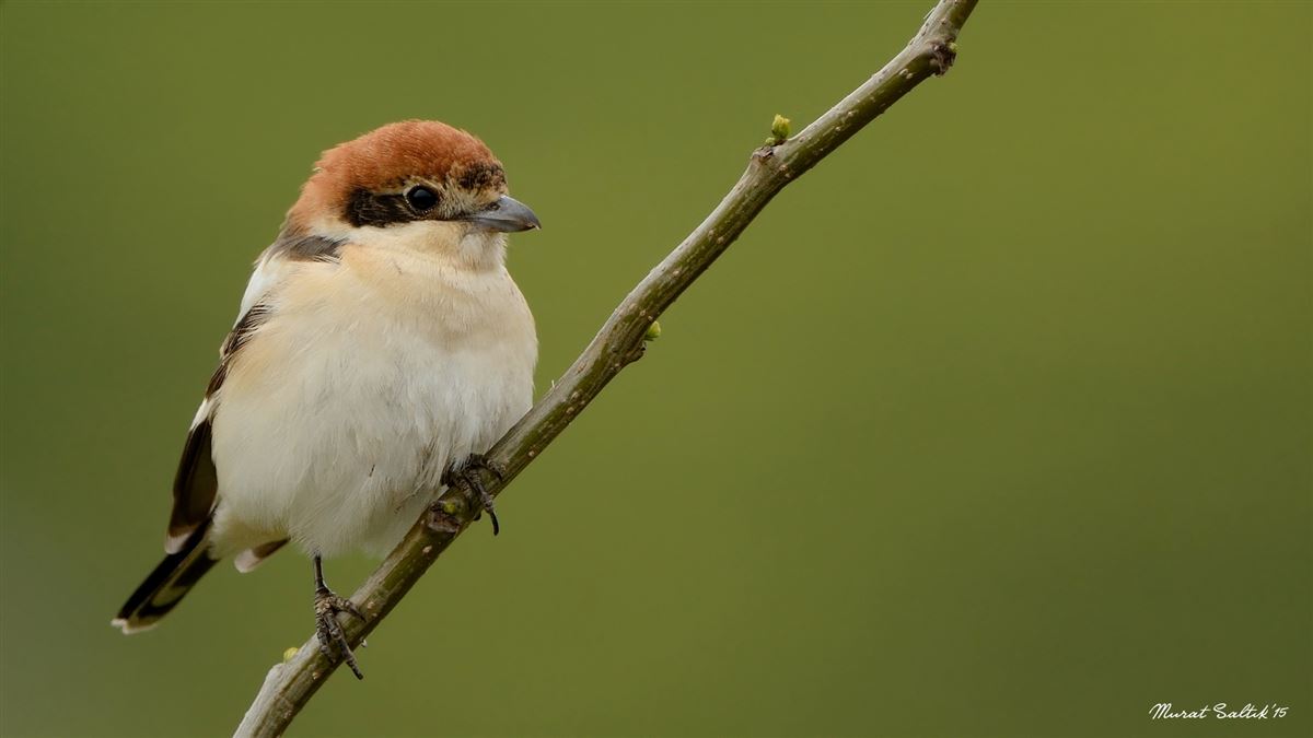 Woodchat Shrike