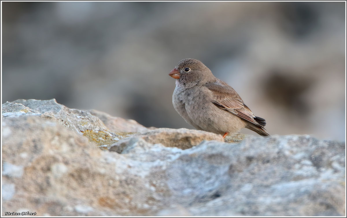 Trumpeter Finch