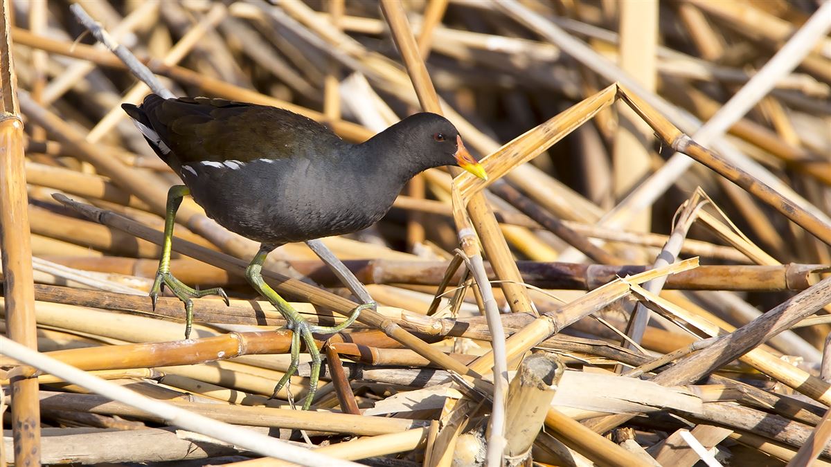 Common Moorhen