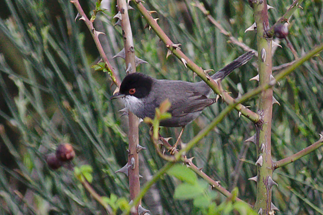 Sardinian Warbler