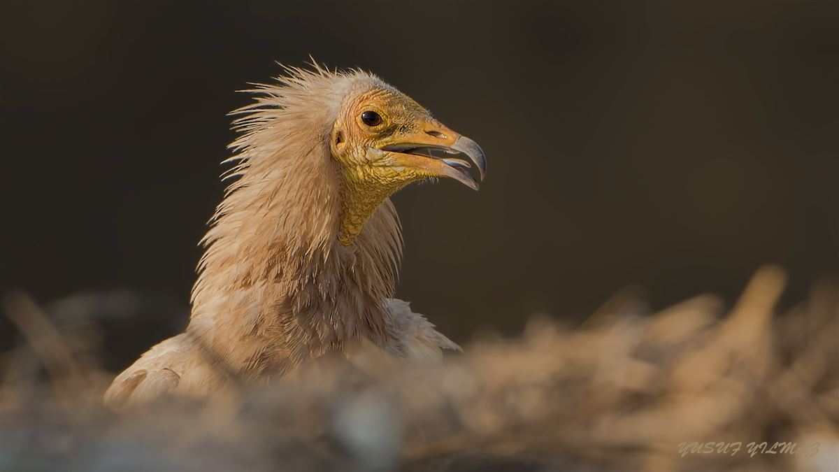 Egyptian Vulture