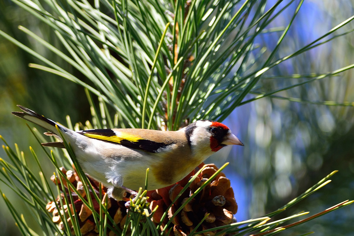European Goldfinch