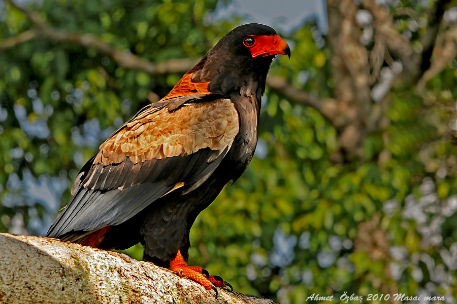 Bateleur