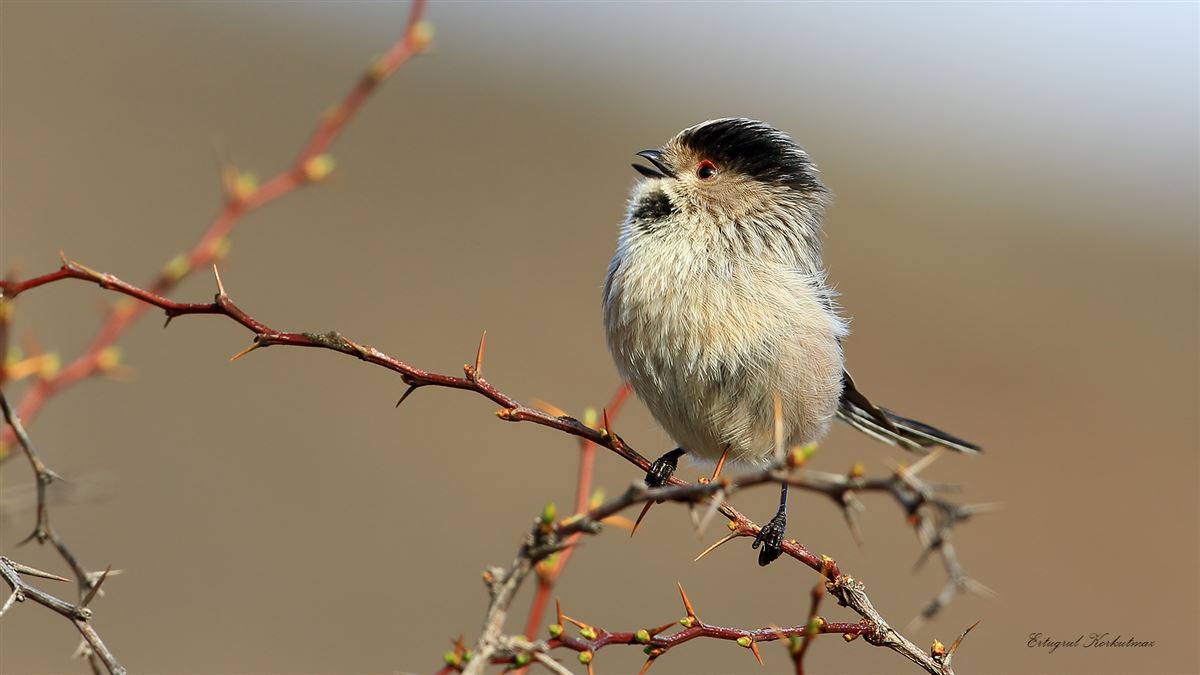 Long-tailed Tit