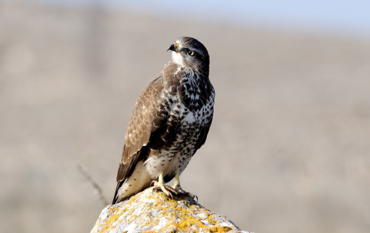 Common Buzzard