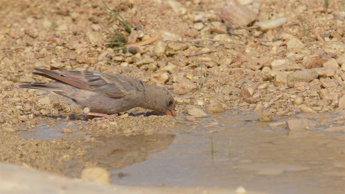 Trumpeter Finch