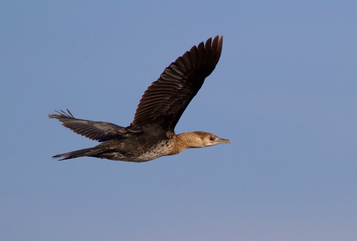 Pygmy Cormorant