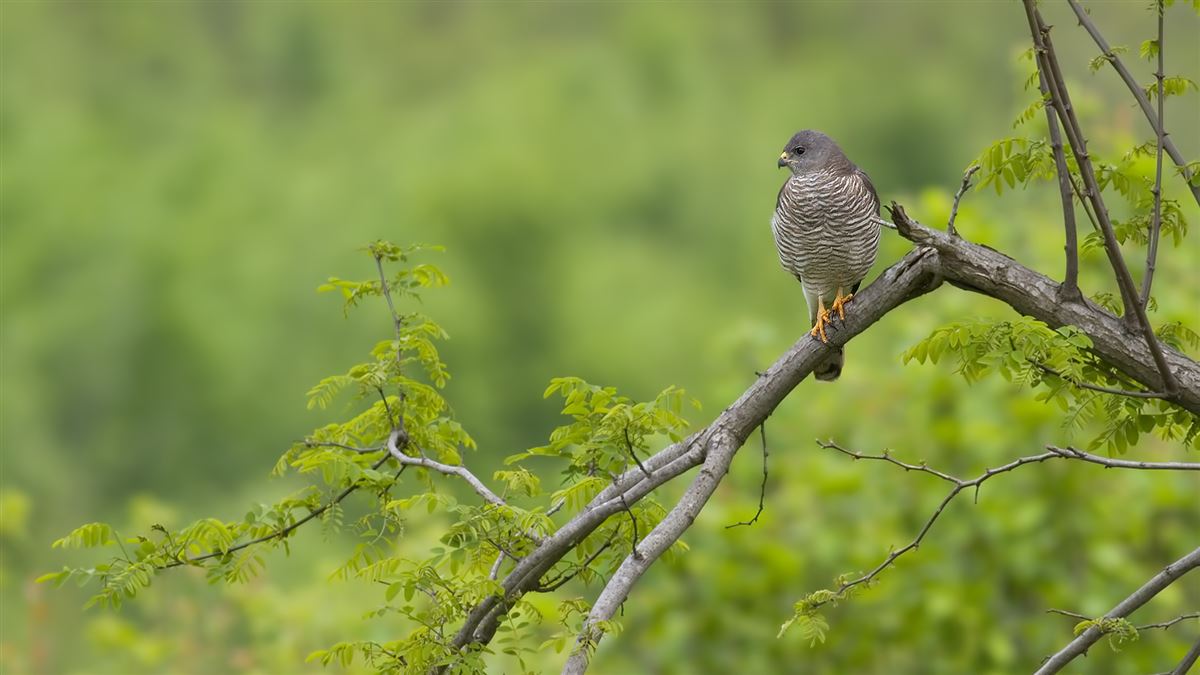 Levant Sparrowhawk