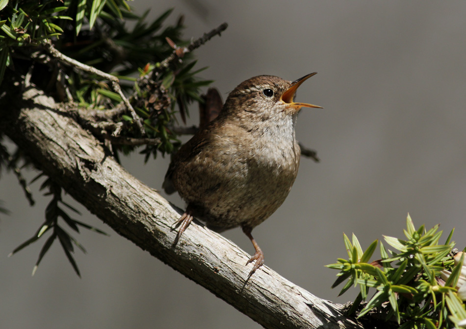 Eurasian Wren