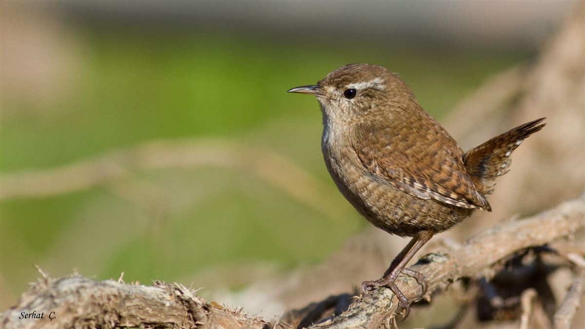 Eurasian Wren